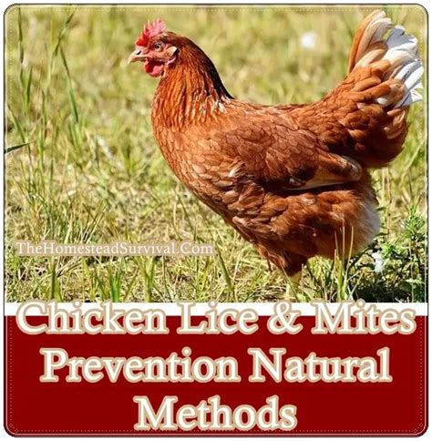 Chicken Lice and Mites Prevention Natural Methods Chickens - The ...