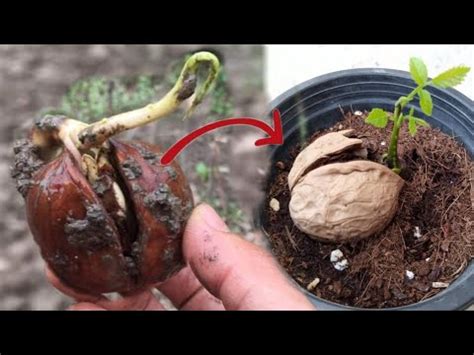 Method Of Growing Walnut Tree From Seed At Home Germinate Walnuts