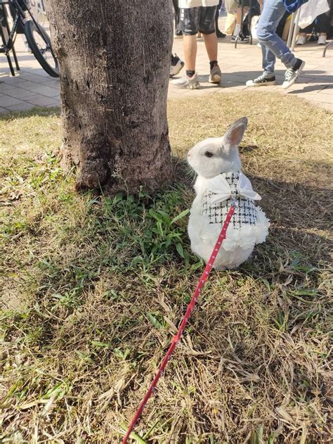 葉子葉子 On Twitter 兔兔市集活動真的很有趣 可惜只有兩天，牽繩衣好貴，可愛無價 直男也腦波弱🤣 雖然米茶一開始很緊張 可是到了放風區竟然五分鐘以內想騎人家，馬上被他爸抓回來外出