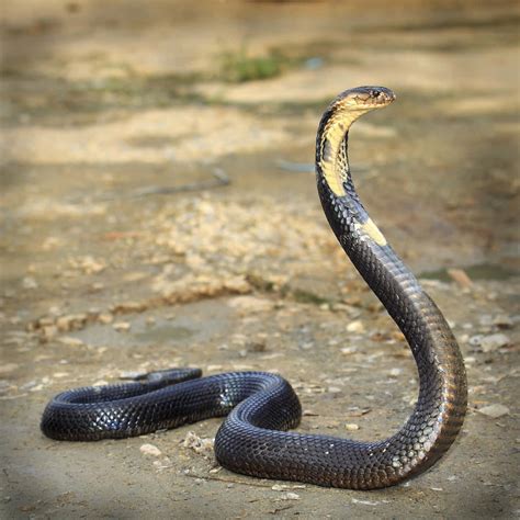 king cobra pictures wallpaperscom