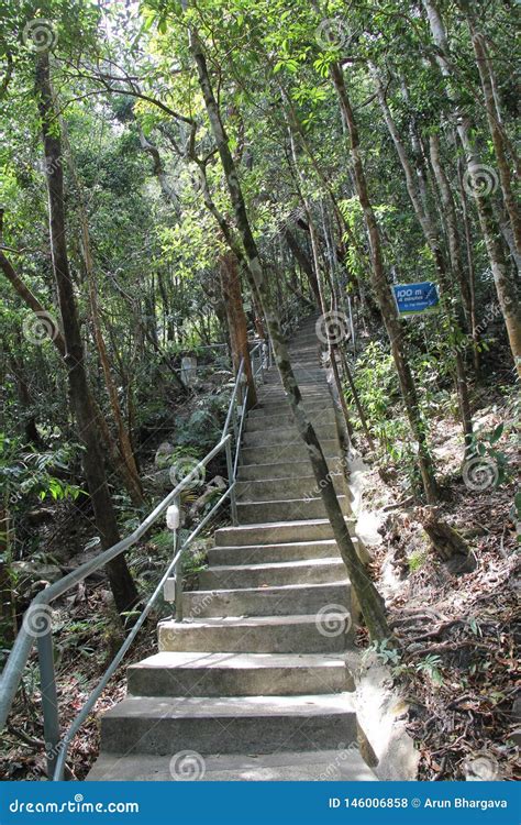 Escaliers Montant Dans La Jungle De For T Tropicale Photo Stock Image