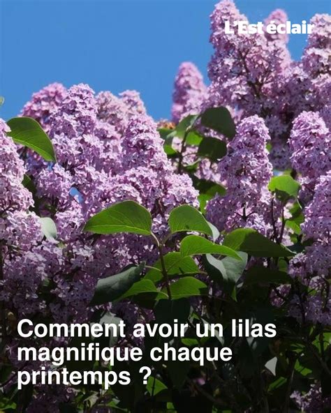 Lilas in French Culture: Understanding the Name's Enchanting Legacy