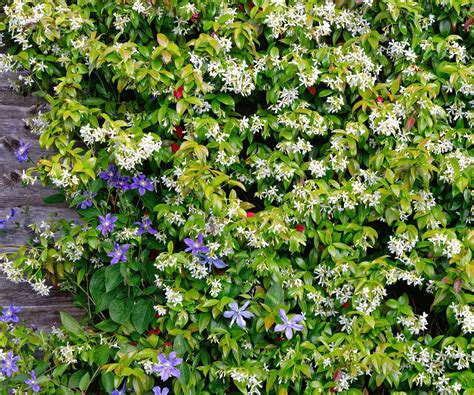 The best climbing plants for pergolas | Homebuilding