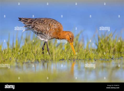 Foraging Black Tailed Godwit Wader Bird Limosa Limosa In Shallow