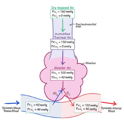 Physiology Glossary: Gas Exchange - Advanced | Draw It to Know It