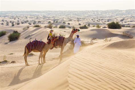 Dubai Camel Riding