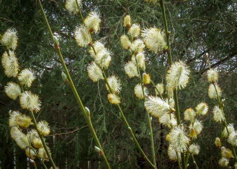 Pussy Willow Blooms Betty Hall Photography