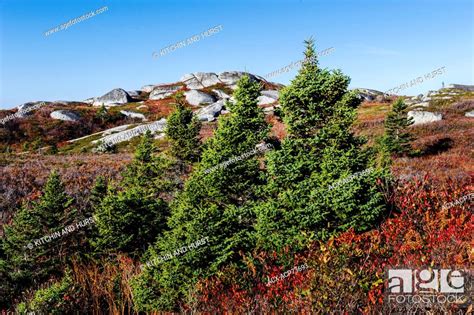 Red Spruce Picea Rubens Trees And Devonian Granite Boulders Stock