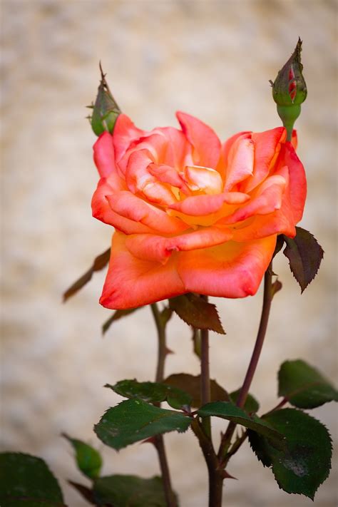 Pink Bunga Taman Foto Gratis Di Pixabay Pixabay