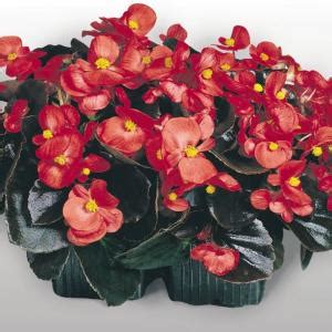 Рассада однолетних цветов Бегония вечноцветущая бронзоволистная Красная ...