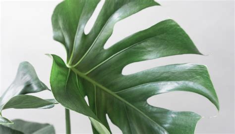 Monstera Deliciosa Swiss Cheese Plant Houseplants For Delivery By