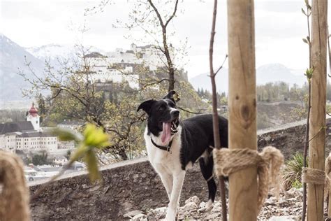 Salzburg ein Paradies für Hunde SalzburgBLOG