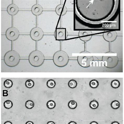 Single cells deposited on microfabricated substrates. (A) Single cells ... 