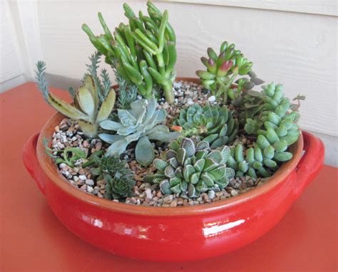 Augury Succulent Dish Gardens