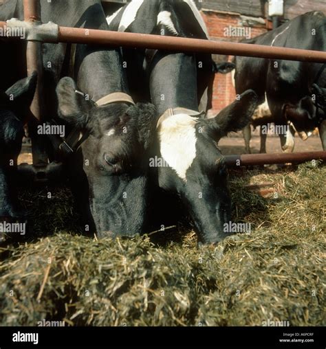 Holstein Friesian Cows Eating Silage Hi Res Stock Photography And