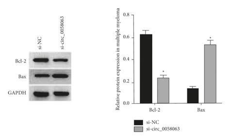 Knockdown Circ Effect On Rpmi Cell Apoptosis X S