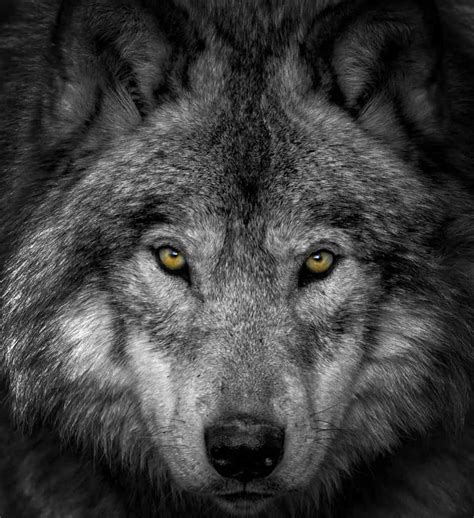 Close up Wolf - Cool Wildlife