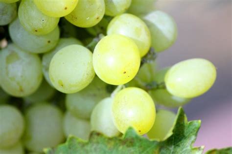 Gratis bilde grapevine frukt druer mat drue ernæring deilig blad