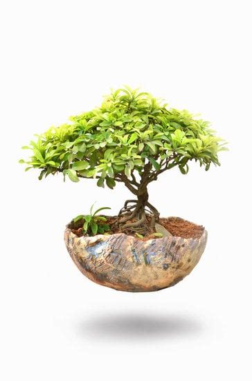 Come Si Cura Una Pianta Di Bonsai Mondo Bonsai