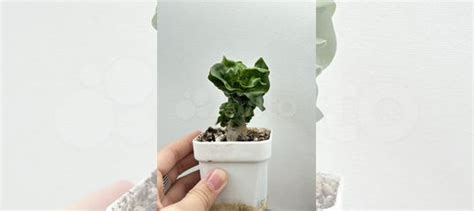 Адениум барашек купить в Самаре | Товары для дома и дачи | Авито