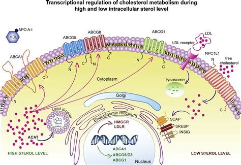 Uncoupling Nuclear Receptor Lxr And Cholesterol Metabolism In Cancer