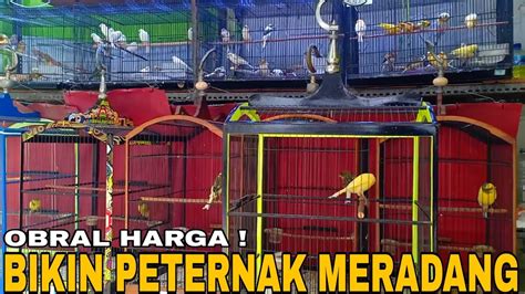 OBRAL HARGA PROMO BURUNG KENARI MAKIN SADIS BIKIN PETERNAK MERADANG