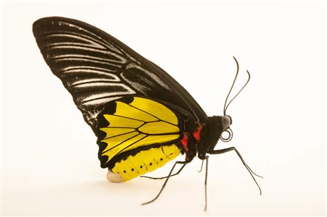 Ins023 00136 Joel Sartore