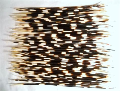 Multipack 8 10 Thin Porcupine Quills African Needles Spines For