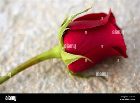 Red Rose Over Old Aged Teak Wood Stock Photo Alamy