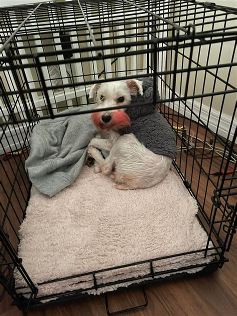 Lost and found pets of Central Florida | Narcossee and boggy creek