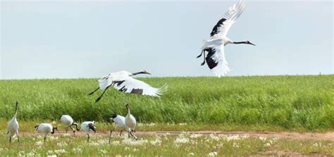 10 Best Things To Do In Qiqihar Heilongjiang Qiqihar Travel Guides