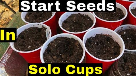 How To Start Seeds In Red Solo Cups Youtube