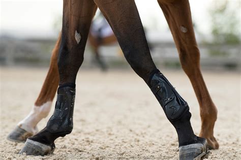 Lumps And Baffling Bumps Whats A Horse Chestnut Horse Rookie