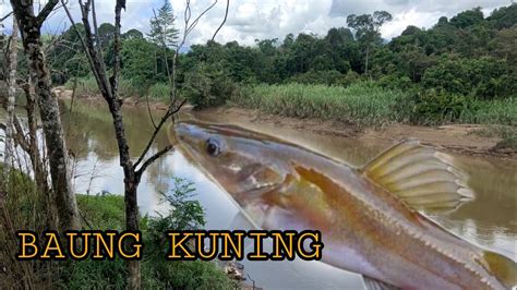 Ikan Baung Kuning Fresh YouTube