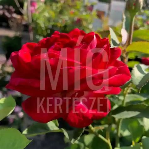 Grande Amore (piros, diszkrét illatú- pézsmás aromával) tearózsa ...