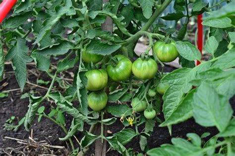 Pomodori Verdi Non Maturi Su Pianta Di Pomodoro Con Foglie Verdi Su