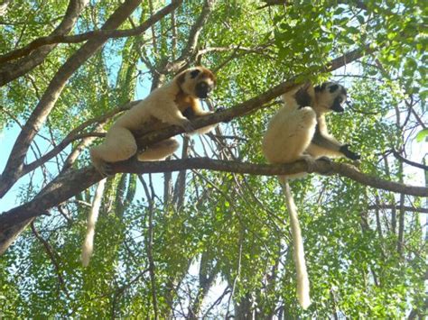 Parc De Lokobe Madagascar Nirina Tours