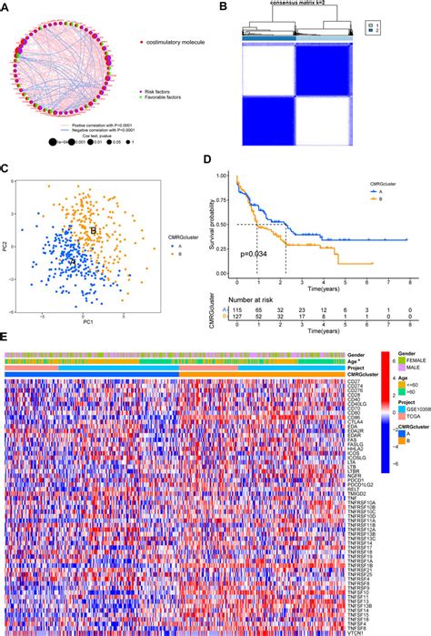 Frontiers Identification Of A Prognostic Model Based On Costimulatory