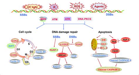 The Molecular Mechanism Of DNA Damage Response Described From Three