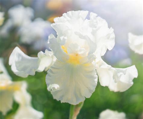 Want Bright White Blooms 12 Best White Flowers To Grow In Your Yard