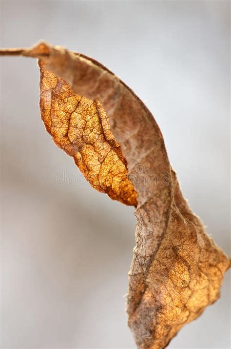 Dry Autumn Leaf On A Tree Brunch Stock Image Image Of Light Graphic