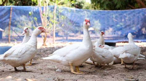 Can You Eat Muscovy Ducks Thefarmlivingcom