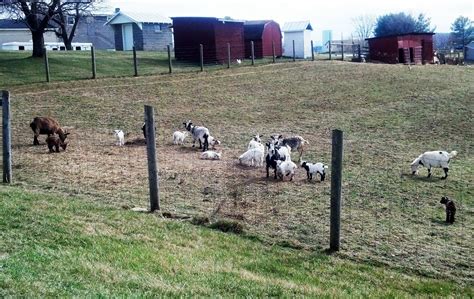 Fainting Goats Turkey Runner