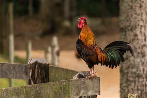 Quando Canta Il Gallo Articoli