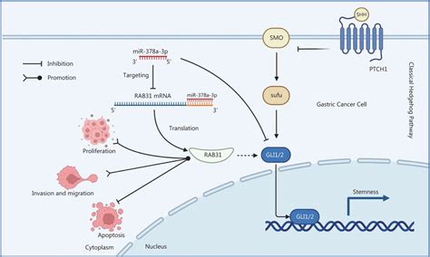 Mir 378a 3p Acts As A Tumor Suppressor In Gastric Cancer Via Directly