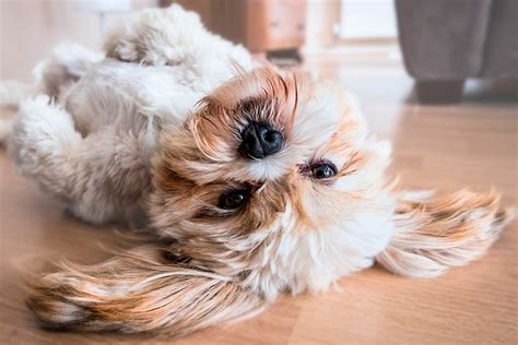 Razas De Perro Grande De Pelo Corto Descubre Las Mejores Opciones