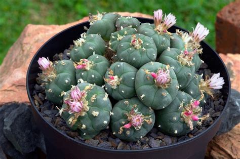 Кактус лофофора: уход в домашних условиях, размножение, виды с фото