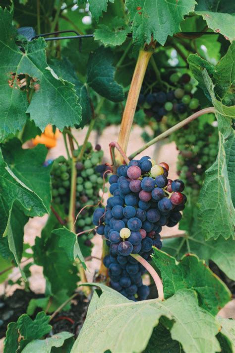 11 Best Things To Do In Napa Valley, California – KB8.EU