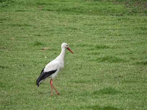 Premium Photo Side View Of European White Stork Walking On Field