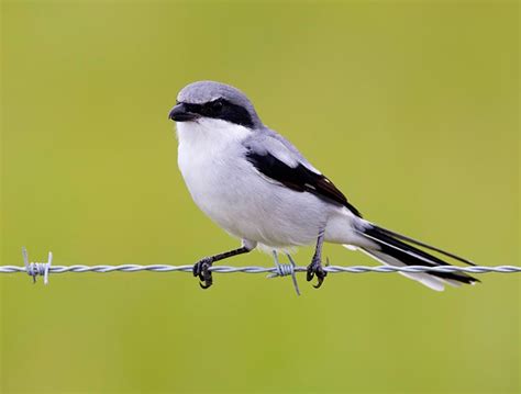 Loggerhead Shrike Facts, Habitat, Diet, Life Cycle, Baby, Pictures